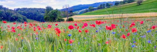 Kornfeld mit Mohn- und Kornblumen
